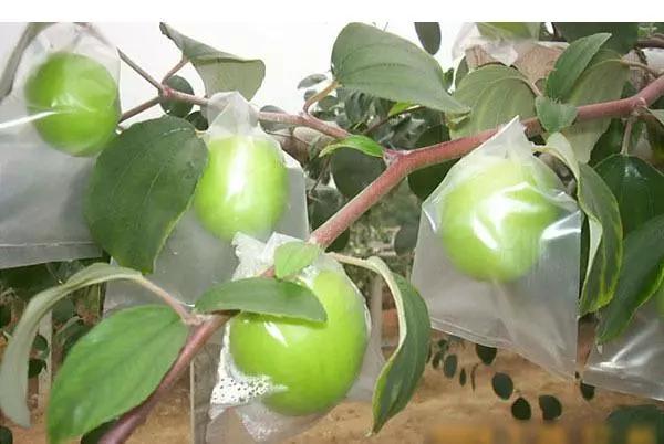 水果套袋现状,水果套袋取得较好经济的主要原因