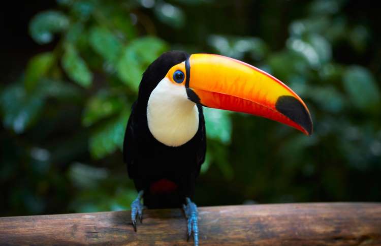 世界上十二种颜色华丽的动物,令人惊艳的17种动物绝对罕见