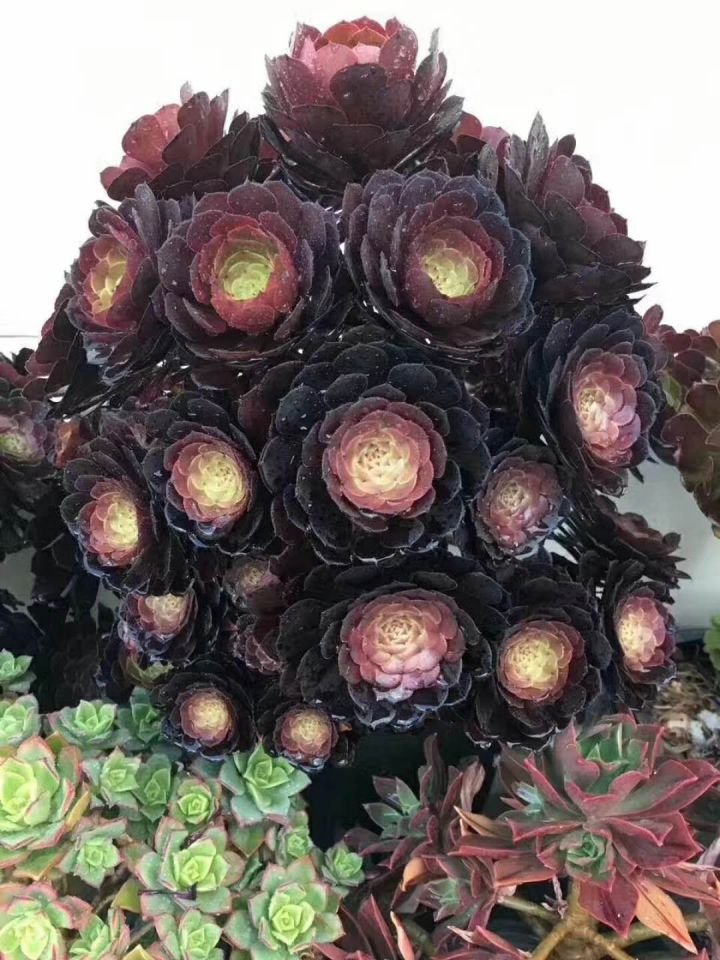 多肉容易养成老桩都有哪些品种,多肉老桩欣赏最新