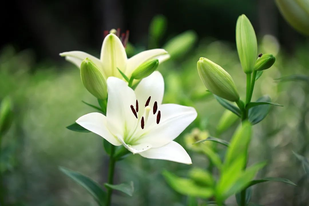 在济南花式避暑,一见“清”心!只需一瞥,便足以把酷夏原谅…