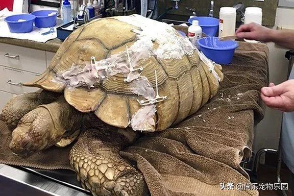 大乌龟从一米的地方摔下来有事吗,大乌龟从高处摔下壳裂出血会死吗