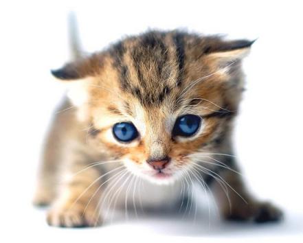 如何挑选一只自己喜欢的猫咪,怎么从一窝猫咪里挑选最乖的一个