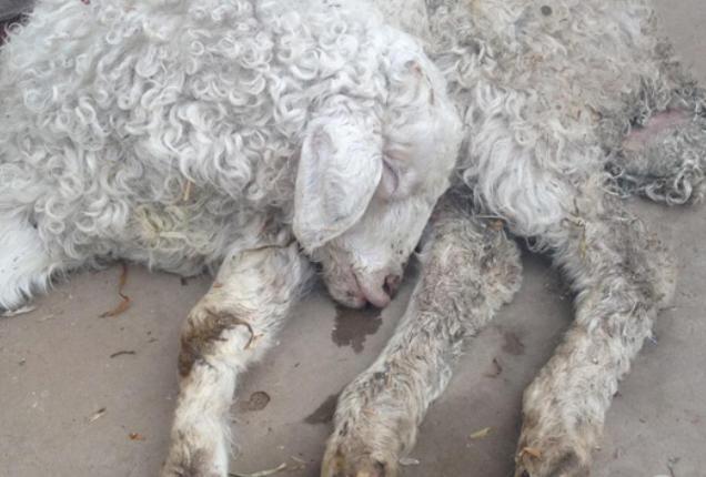 羊拉肚子拉稀水最快办法,羊拉稀怎么治最快恢复