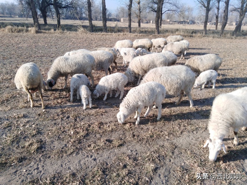放养羊很简单?其实这些放羊技术你不一定会