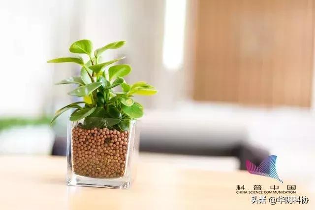 哪些绿植吸甲醛比较好,哪些绿植吸甲醛最厉害呢