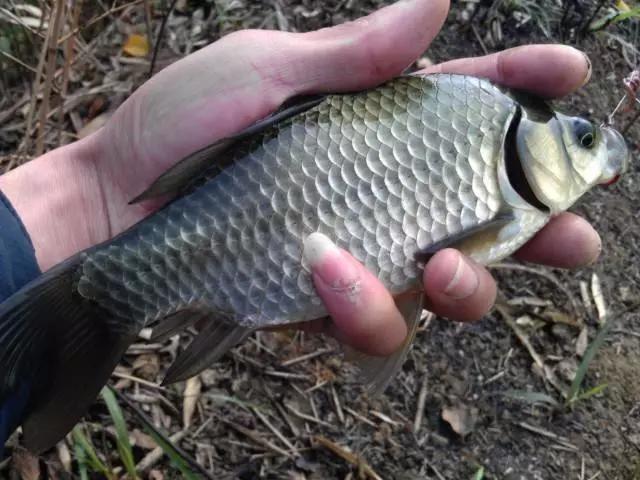 鲫鱼孢子虫水产养殖最佳治疗方法,鲫鱼孢子虫的防治方案