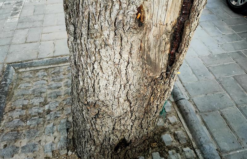 河南省郑州市行道树,郑州市行道树