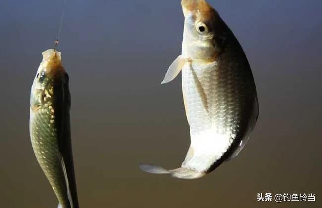 黑坑放鱼高锰酸钾消毒用量,黑坑高锰酸钾消毒后用饵思路