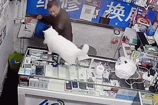 猫咪为什么老是揍主人,猫咪为什么揍年轻人