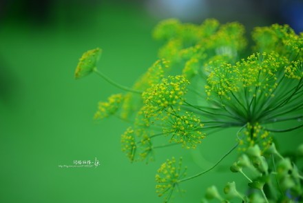 西餐常用的十三种香草介绍大全,西餐中常用的15种香料和香草