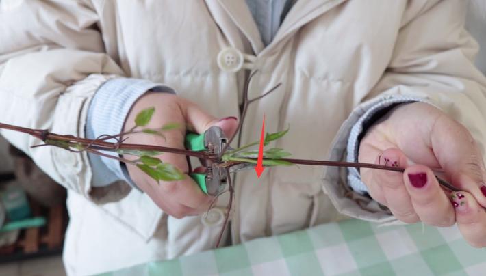 移栽铁线莲枯萎了怎么补救,铁线莲枯萎了根系好的还有用吗