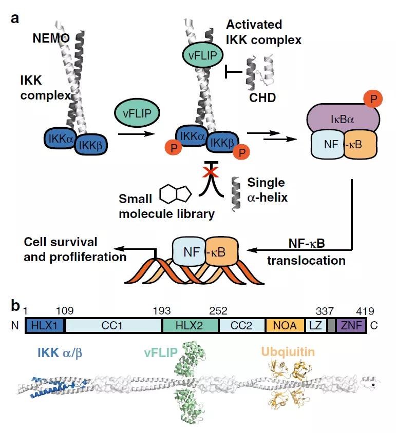 NC丨理性设计抗卡波氏肉瘤vFLIP-NEMO蛋白-蛋白相互作用*制剂抑**