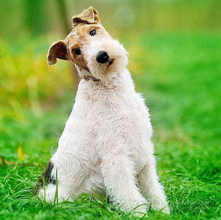 世界上所有的狗品种图片,世界最名贵的狗前十名及其简介