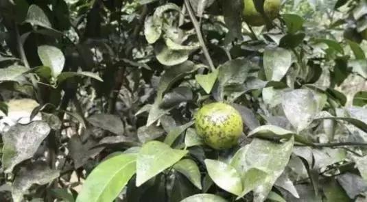 柑橘烟煤病病原,柑橘煤烟病的防治方法