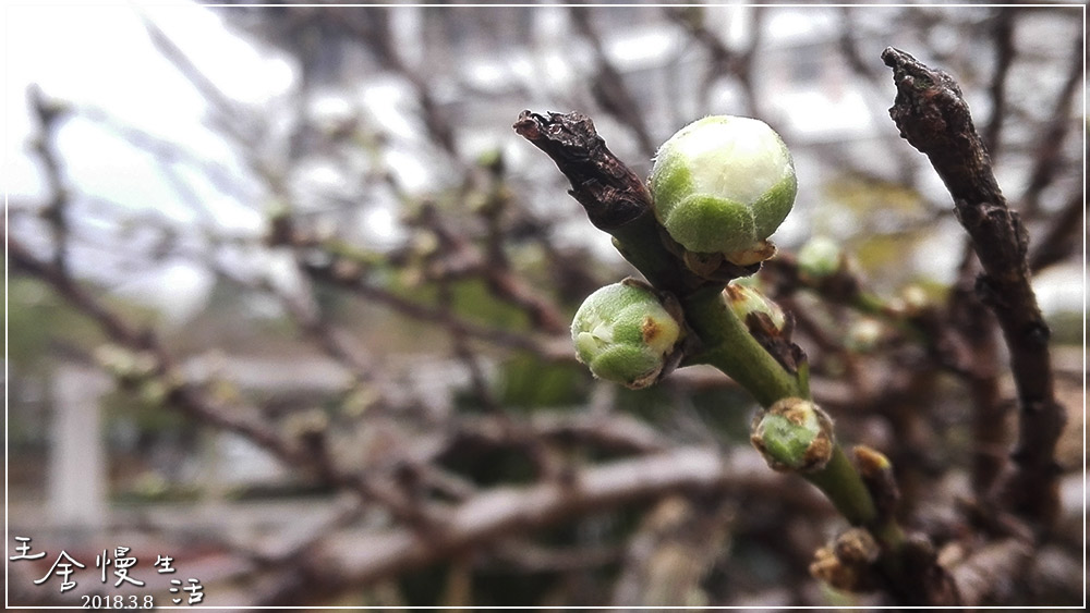 灏忓纰х帀璇楀彞,娓呯鍙汉灏忓纰х帀