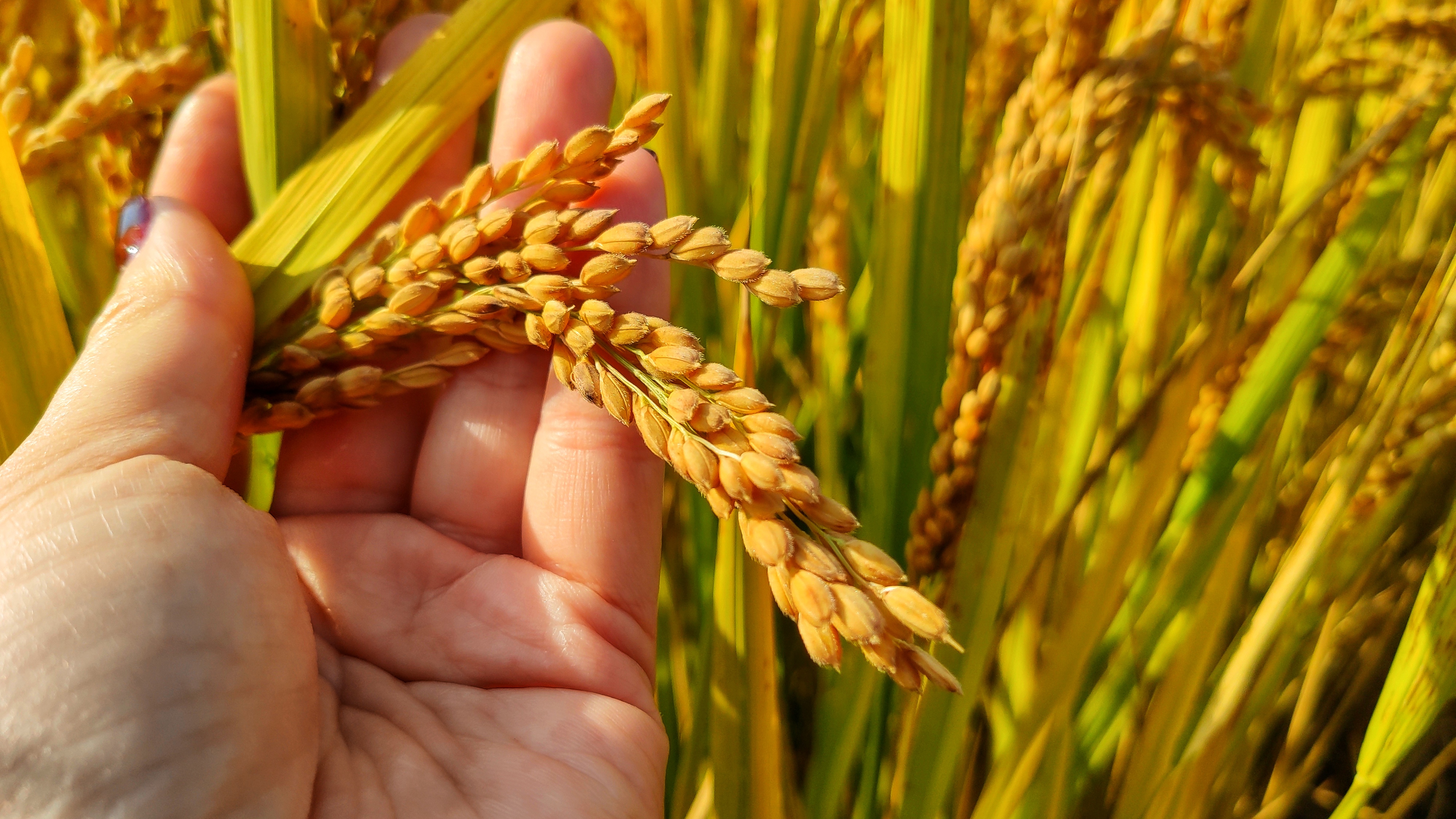 苏州古镇攻略一日游,苏州古镇一日游攻略