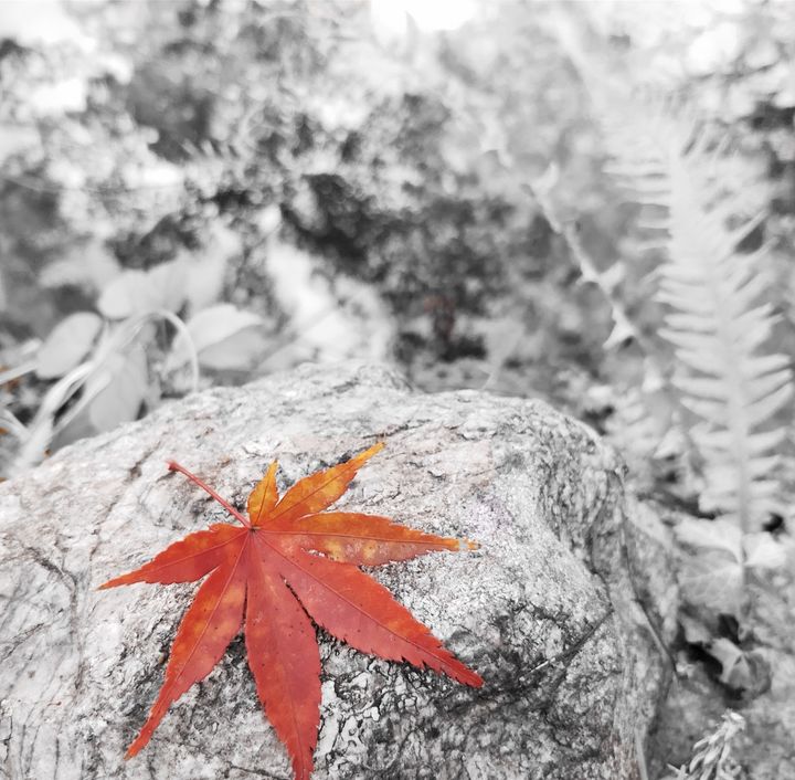 濂界敤鐨勬墜鏈轰慨鍥綼pp,濂界敤鐨勬墜鏈轰慨鍥綼pplightroom