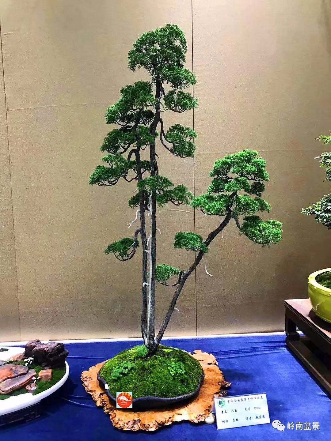 苍劲古朴挺拔有力的老桩盆景欣赏,老态龙钟盆景作品欣赏