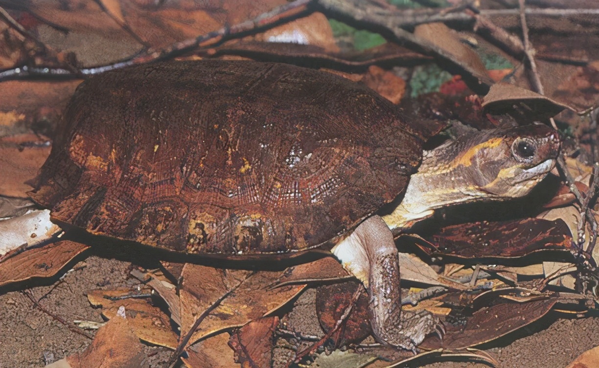 龟类大百科,大眼睛龟类