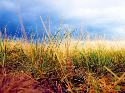 十二生肖牛又简单又可爱,十二生肖牛的介绍