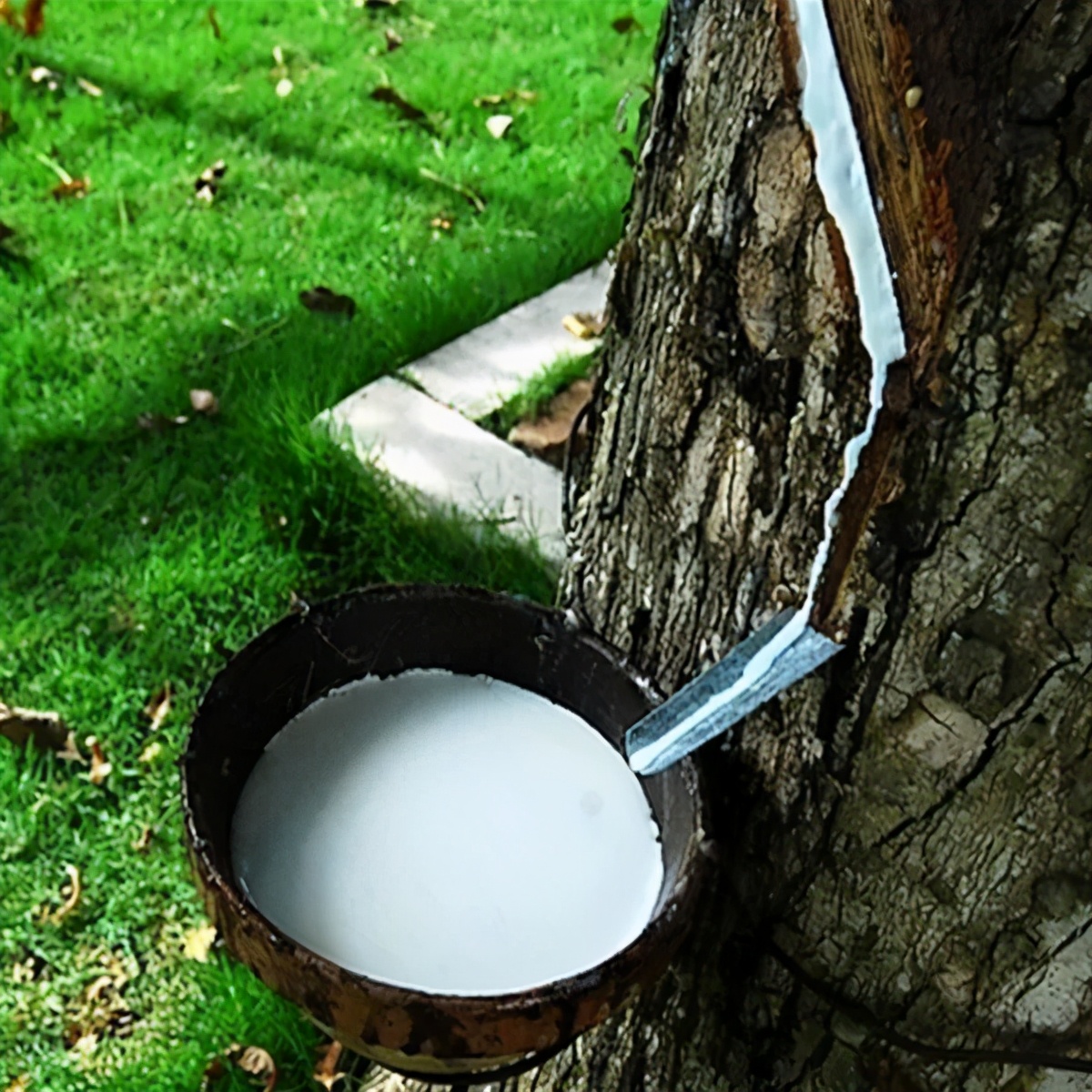 7-12岁适合乳胶枕还是荞麦枕,羽绒枕头和荞麦枕哪个好