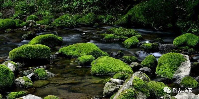 石斛兰最受不了的那种水!涨知识了