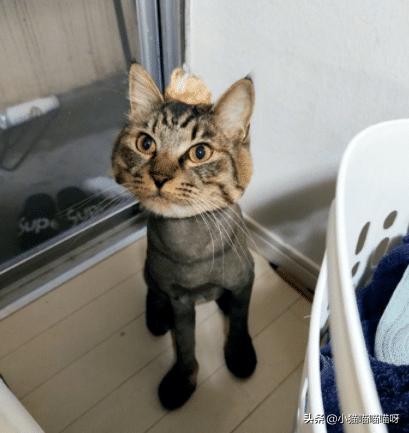 拼多多和淘宝牌子的东西有啥区别,拼多多和淘宝哪个更靠谱一些