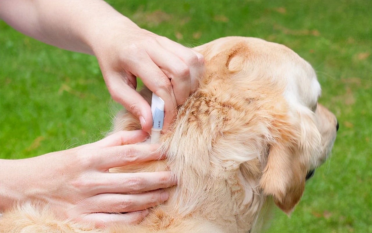 狗狗先拉干的再拉稀的什么原因,狗狗又吐又拉稀是什么原因