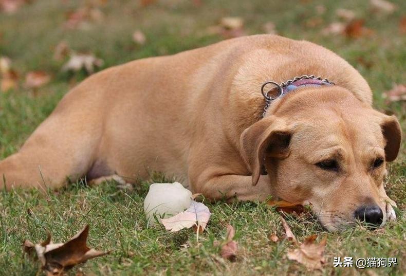 狗狗用了驱虫药偶尔还是挠痒,狗狗老是挠痒把毛都挠掉了