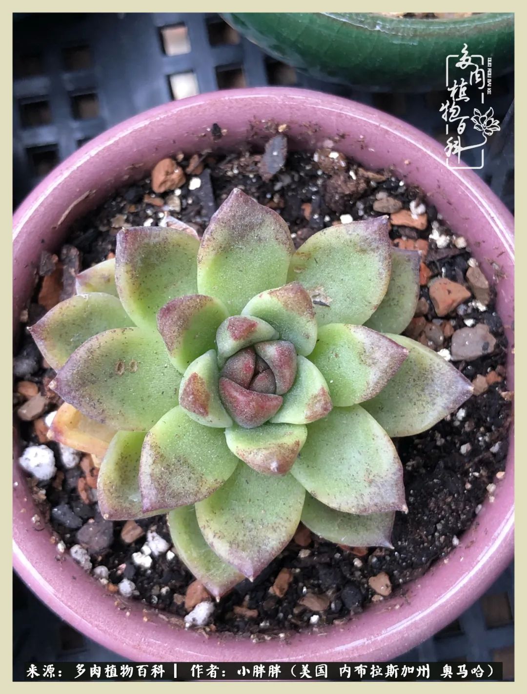 多肉小白入坑攻略,多肉小白2个月成功入坑