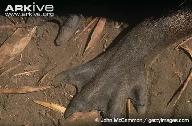 水豚反差,水豚的便便动物们会吃吗