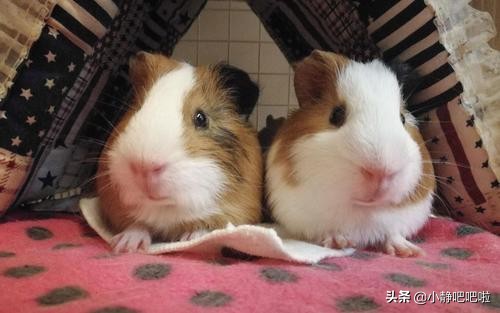 你不知道的国家冷知识捷克,你不知道的国家冷知识立陶宛