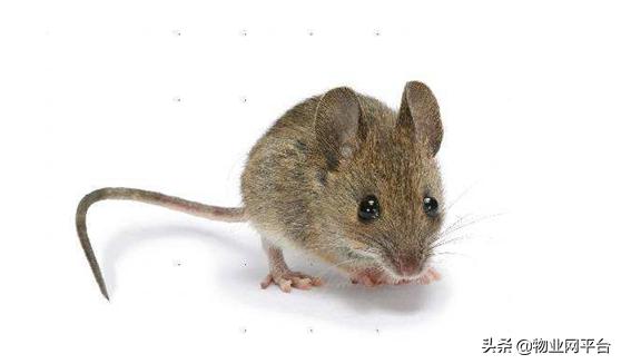 仓库灭老鼠最有效方法,家里灭老鼠的最佳方法