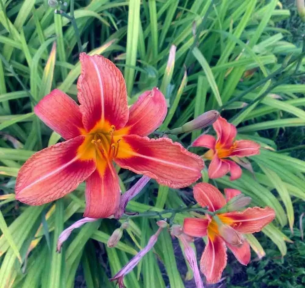 中国的母亲花是哪种,中国的母亲花是什么