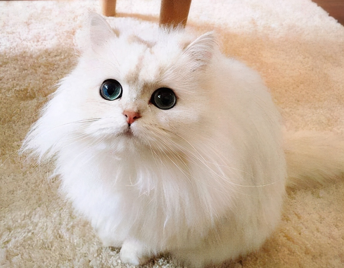 十种受欢迎的猫咪,6种最受欢迎的猫咪