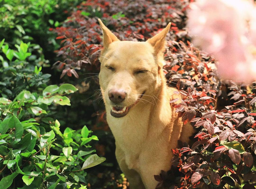 狗界“霸气”的几种狗,家里养一只,小偷不进门