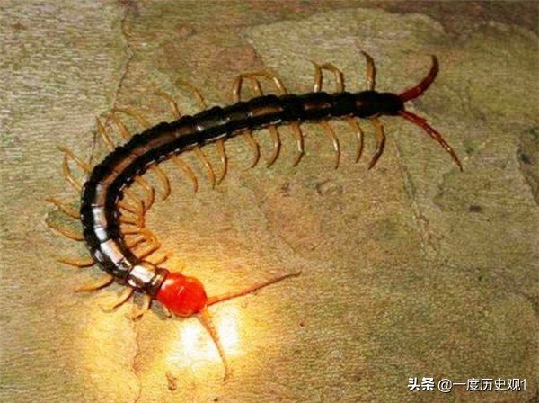 端午避五毒五毒指的是什么,端午到五毒醒