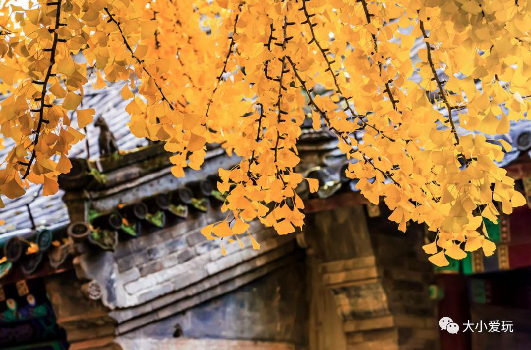 北京红螺寺银杏最佳观赏时间,北京赏银杏景区有哪些