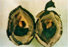 桃树9大虫害分析,蚜虫类、介壳虫类等虫害防治方法介绍