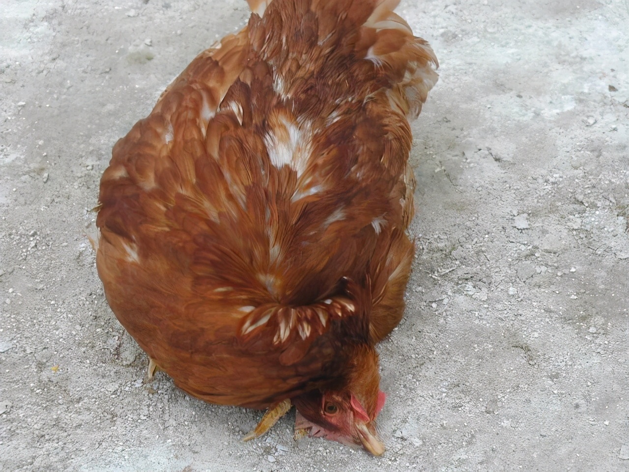 养鸡的几个小技巧经验老兽医总结,养鸡常见的病都有哪些