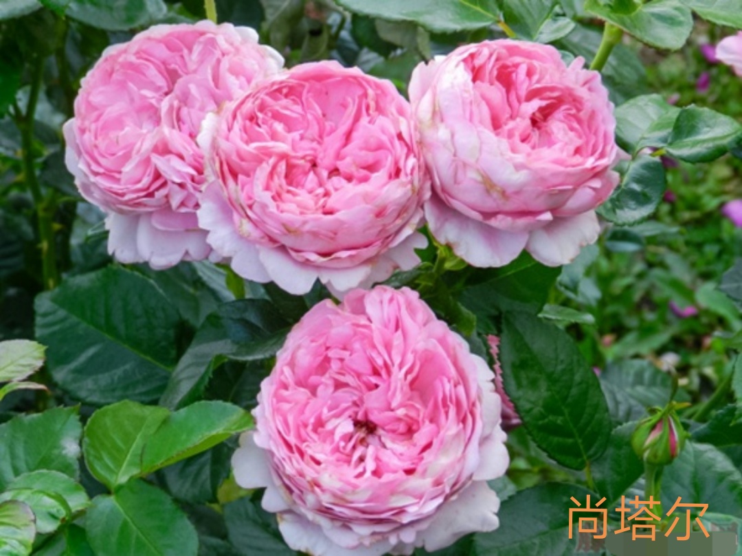 切花火焰月季的优缺点,常见切花月季一览