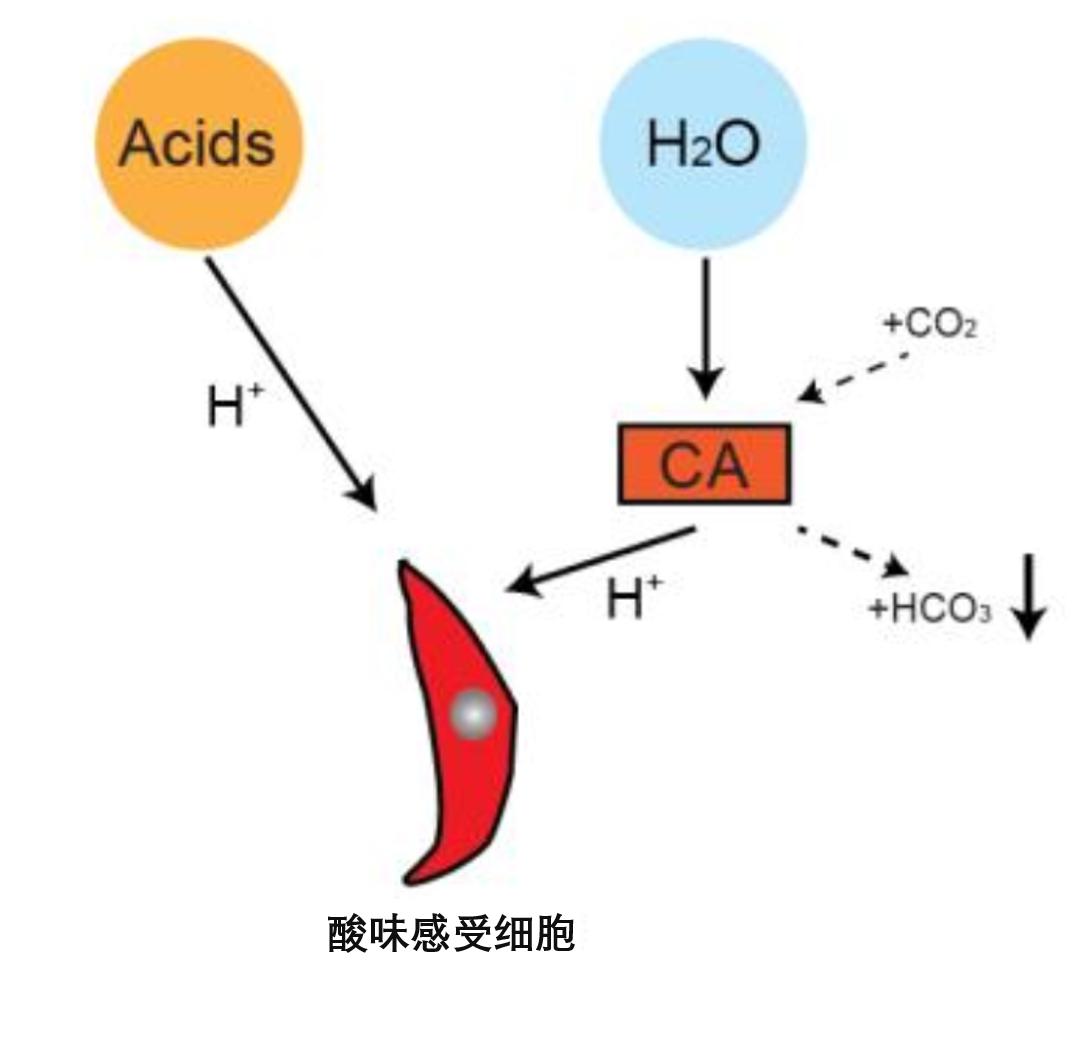 味觉系统对什么的检测比较灵敏,味觉识别方式