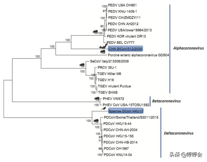 猪德尔塔冠状病毒怎么治疗,猪肠道冠状病毒