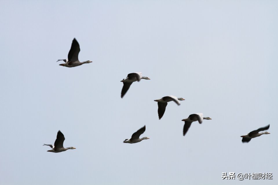 什么？爆雷股重生