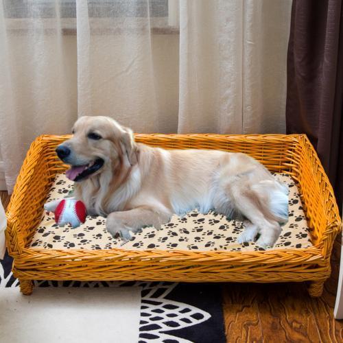 狗狗前腿有点瘸怎么回事,狗狗后腿瘸吃什么药