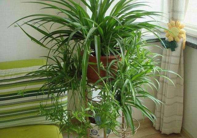 吊兰怎么水养才能更旺盛,水养吊兰怎么养才能爆盆和爬满墙