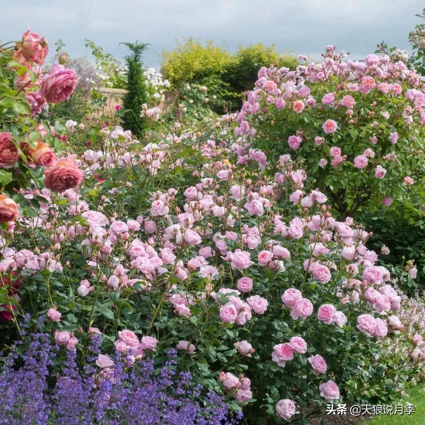 诗情与花意｜这些谜一般的月季，解不开被遗忘的过去