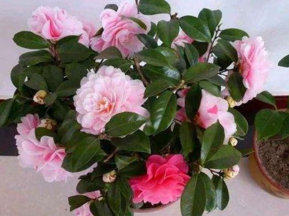 茶花开败了怎么管理,茶花几月份病虫最严重