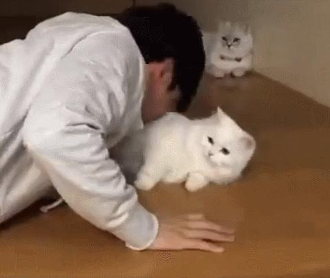 天天吸猫猫毛会被吸进身体里吗,肺里能吸进猫毛么