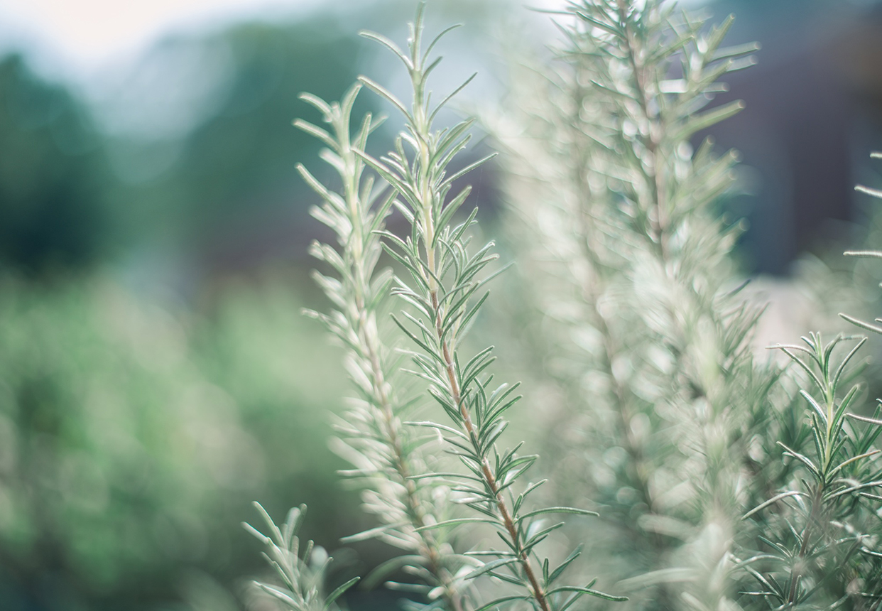 迷迭香—唤醒记忆留住青春